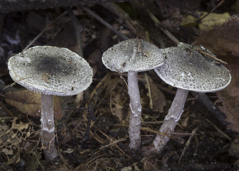 Lepiota griseovirens